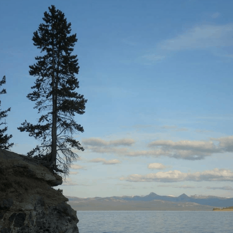 Tree in the Bluff Yellowstone Lake