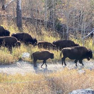 Bison on Slough Creek Trail