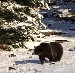 Bear in Autumn